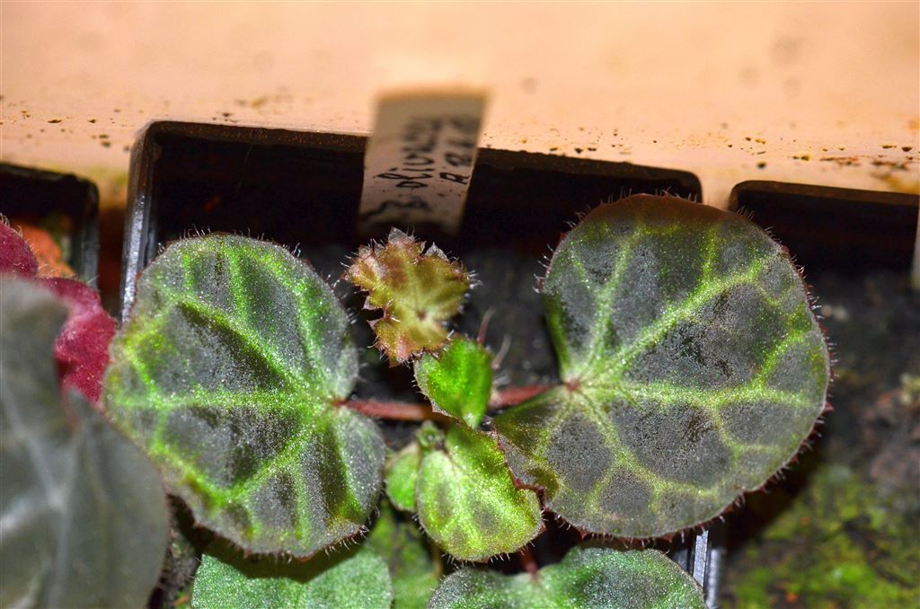 B. olivacea
